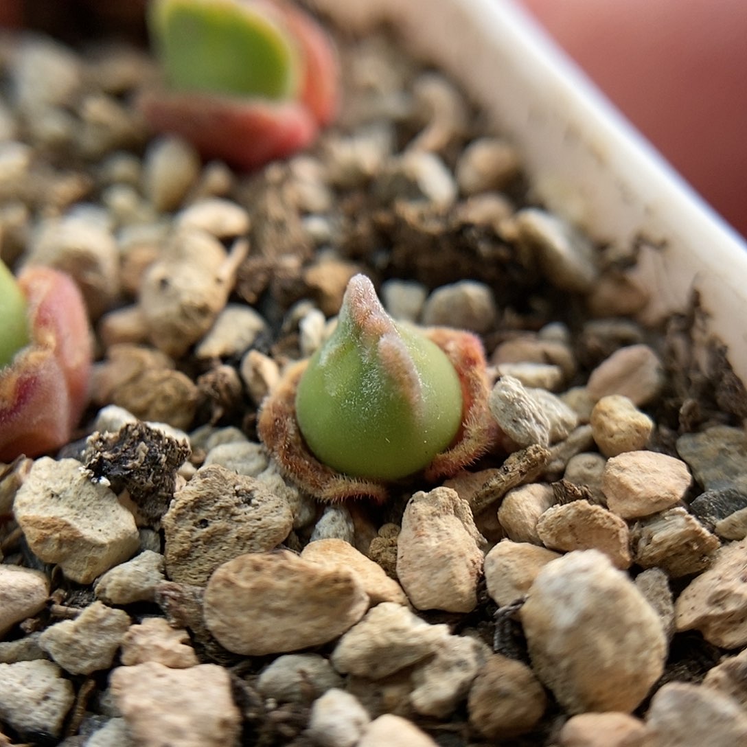 793大眼睛一颗二蜕苗子新头尺寸0.6多点