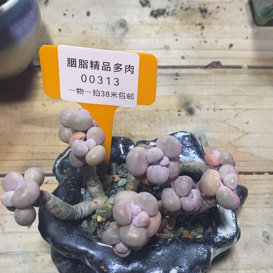 00313啊就OKice哭啊离谱了