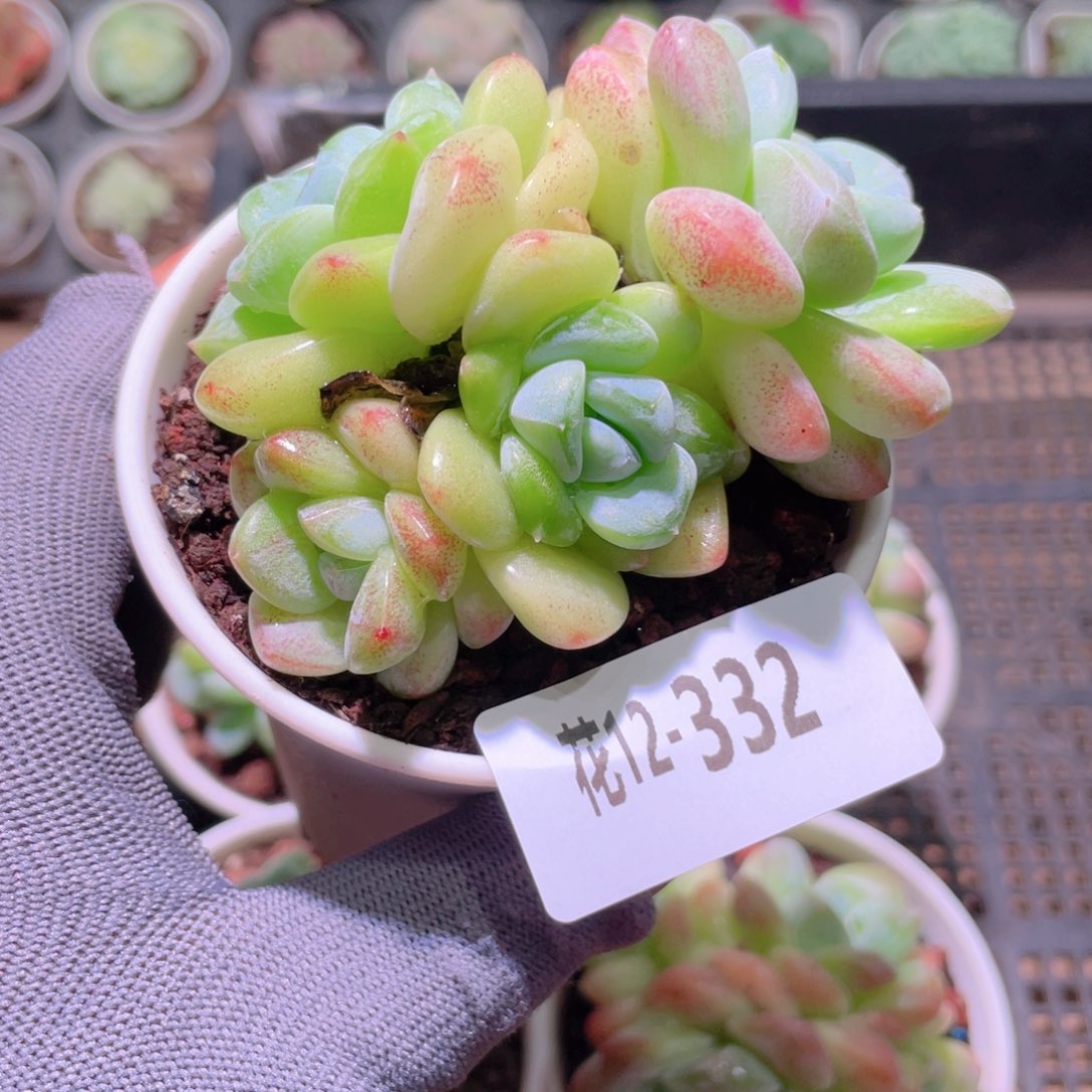 花利美12-332冰玉