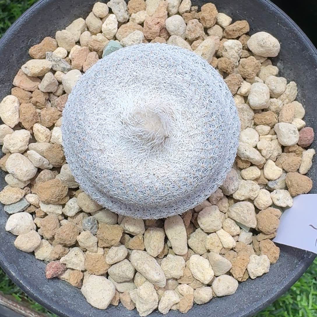 美***莎直播间，美杜莎哥哥，