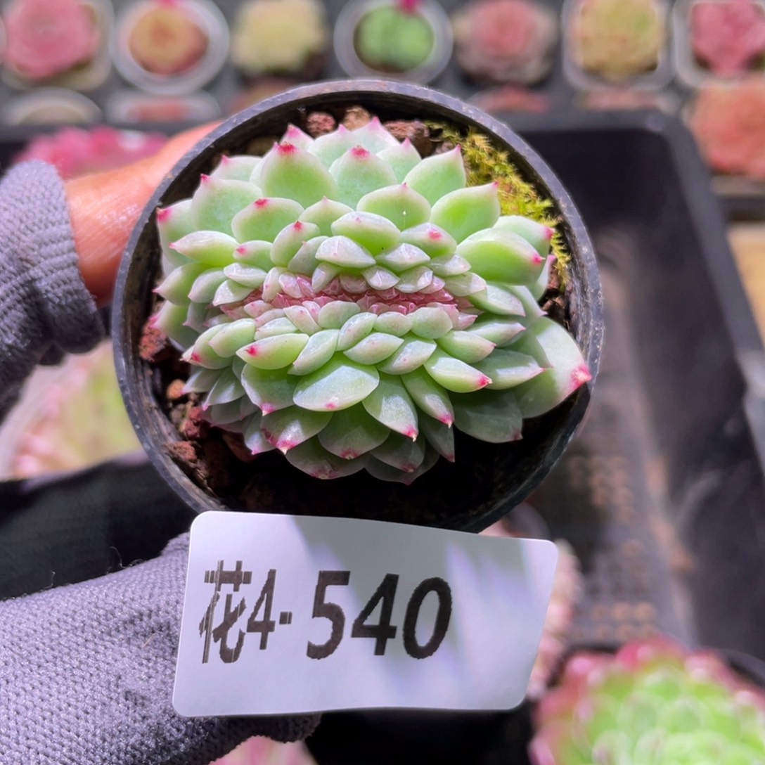 花利美4-540新品缀化