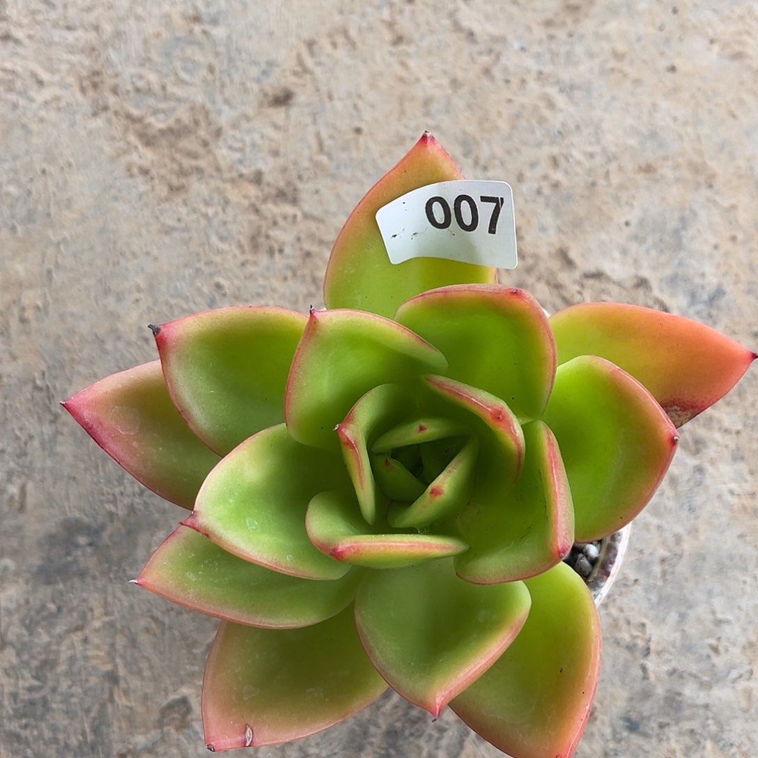 腾云。 007。  111111111