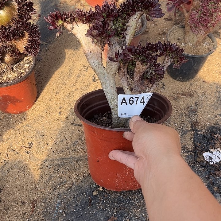 满28包邮，674黑法师高度20厘米左右