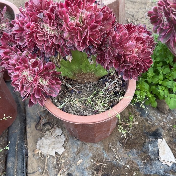 无花朵仙****店一下热婆婆going哦