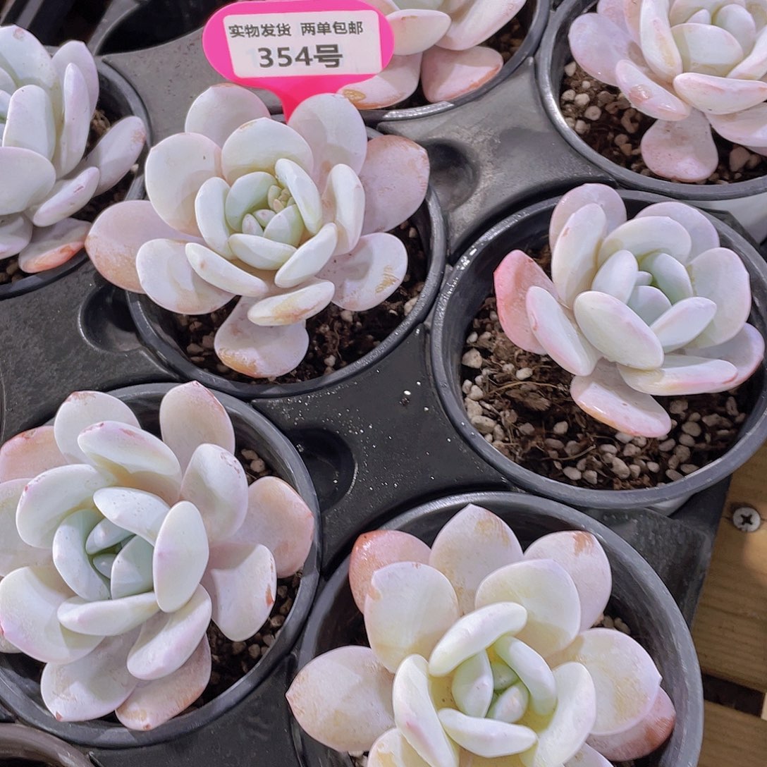 354号 全状态粉雪莲单头一个