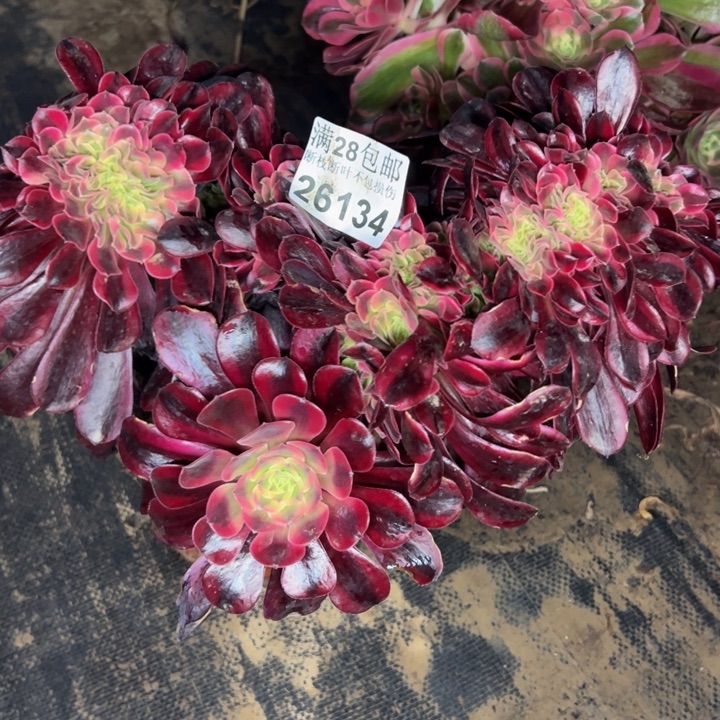 26134美杜莎缀多肉植物