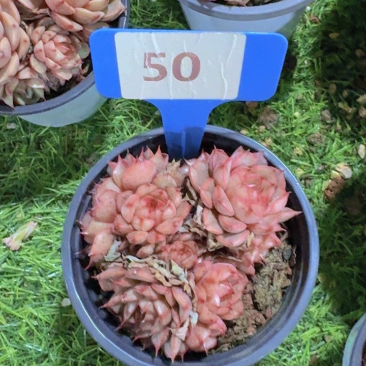 健健康康平平安安