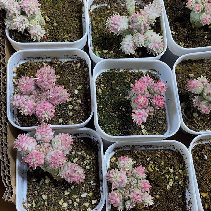 白花麒麟带盆土发货