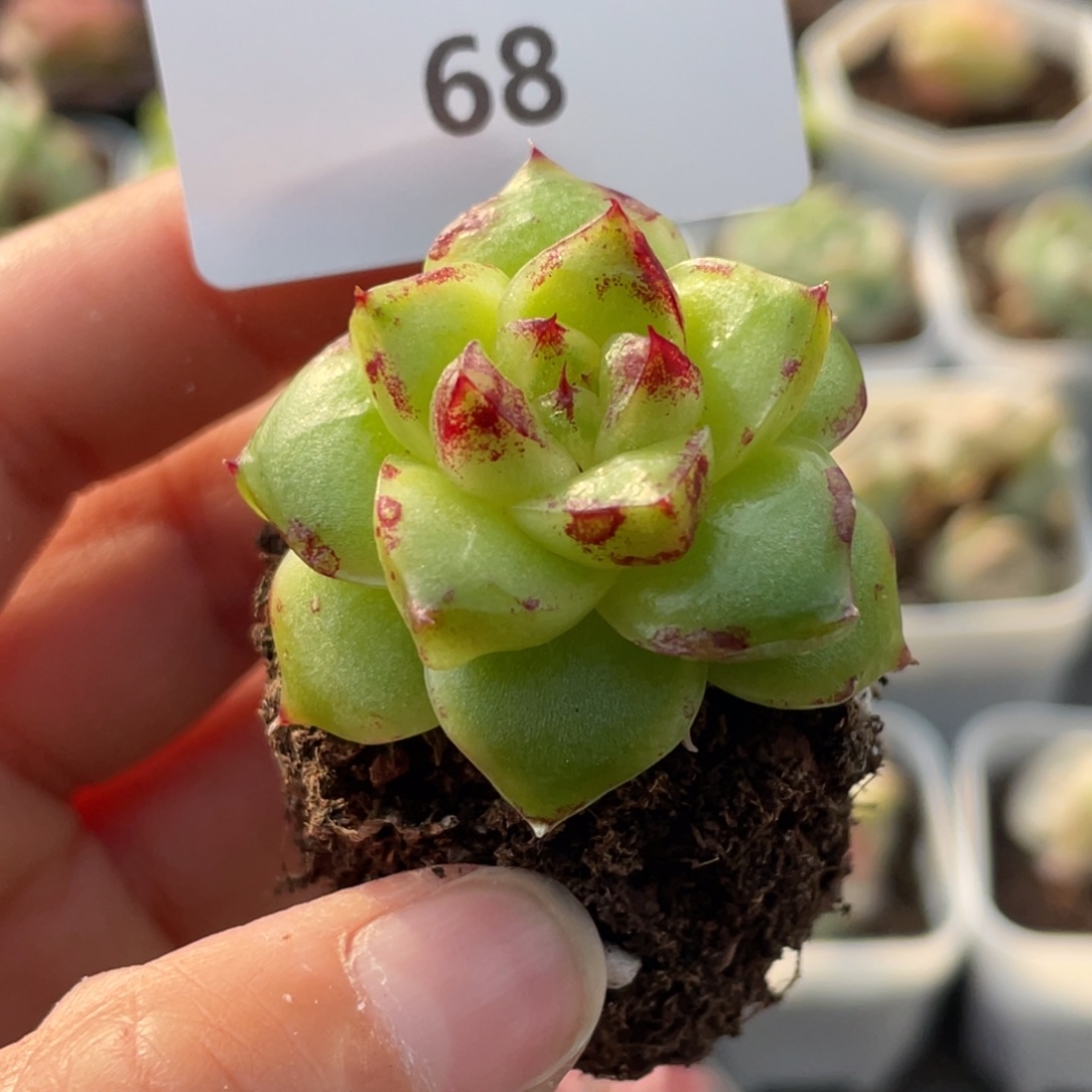 68号糖心冰心珍妮