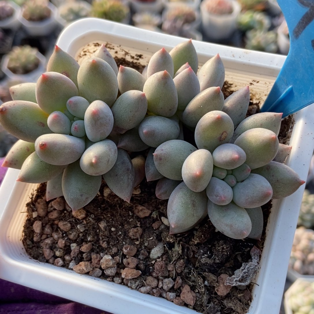 946所罗门多肉植物多肉