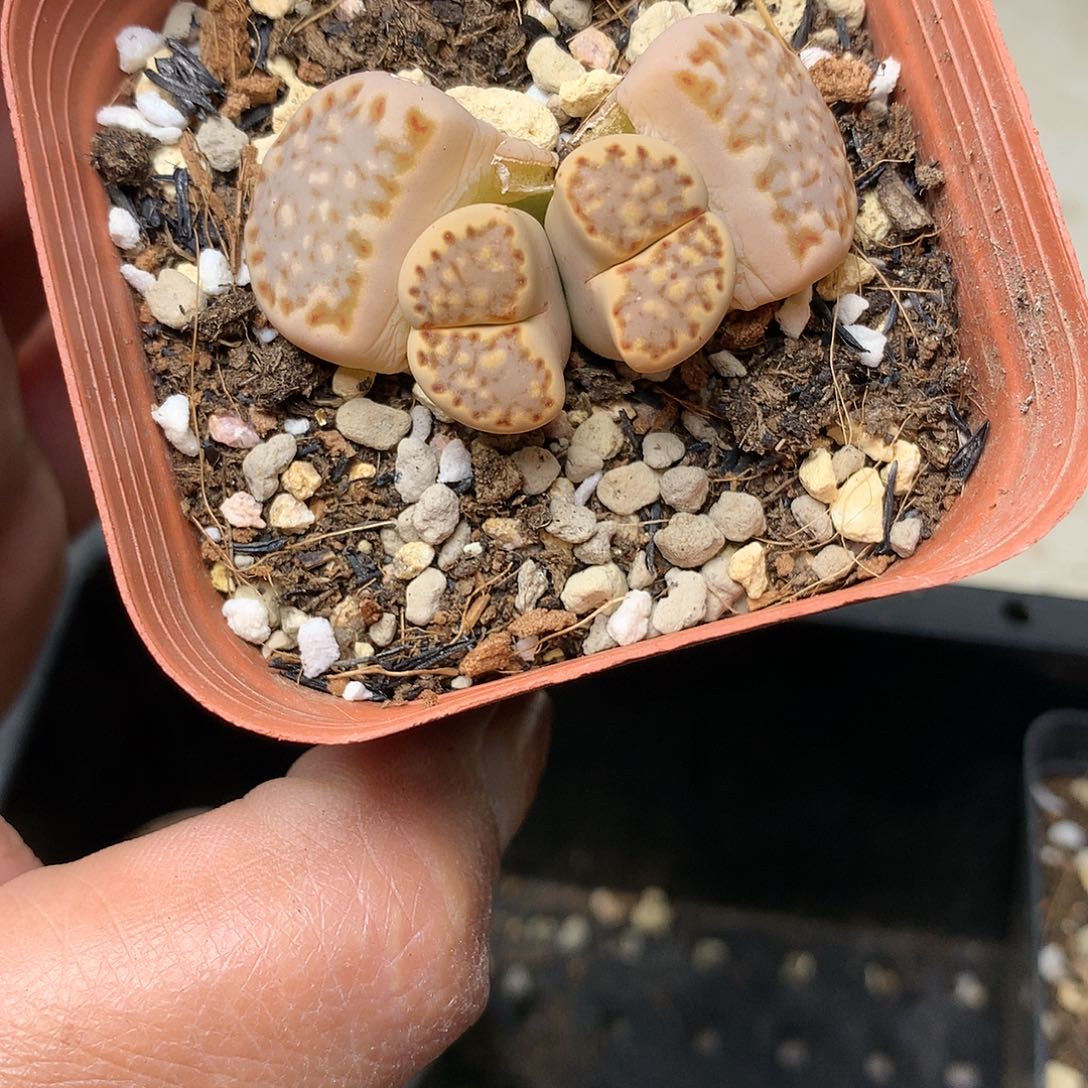 G231多肉植物保护研究所