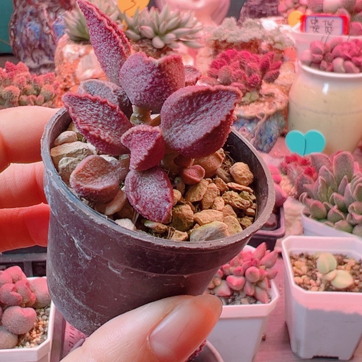 感谢支持恭喜发财