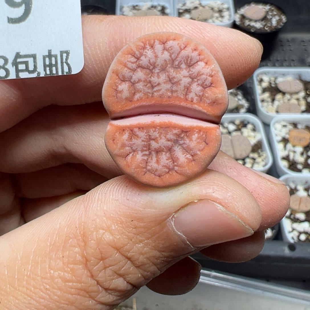 【闪购商品】429……