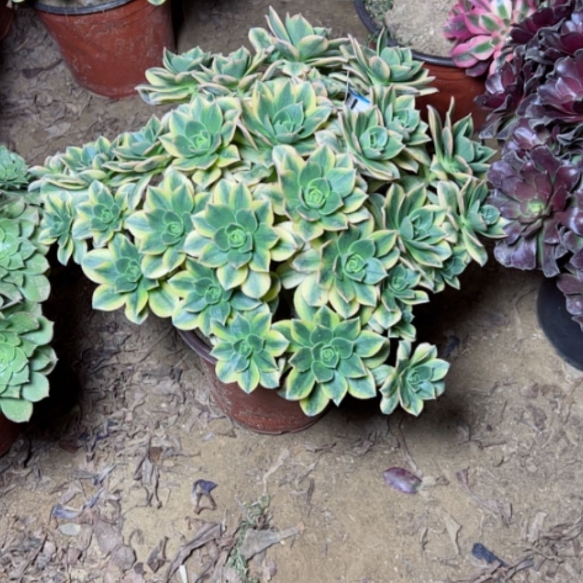 【闪购商品】多肉植物星爆11