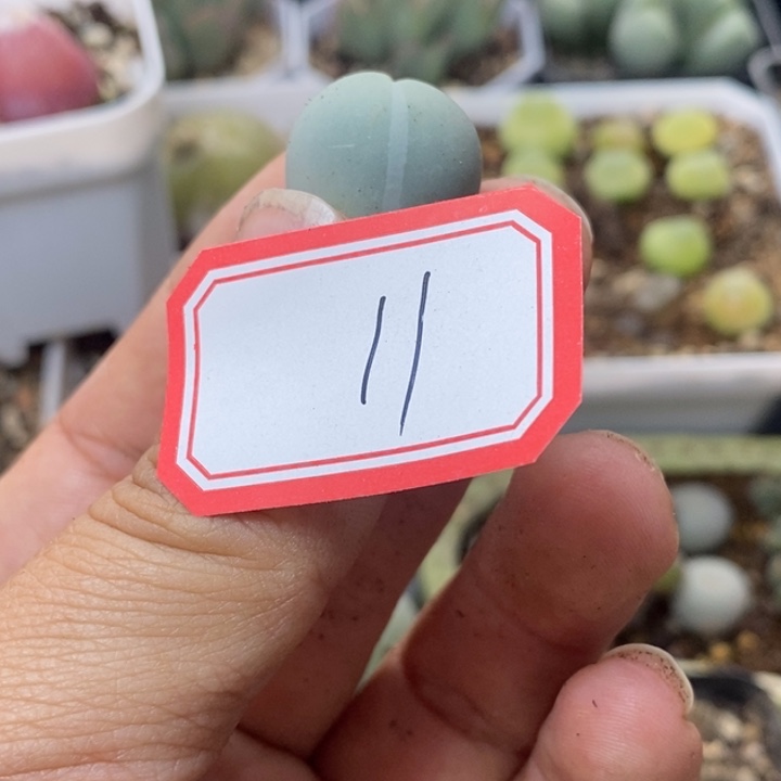 和***红56868999999999999999898