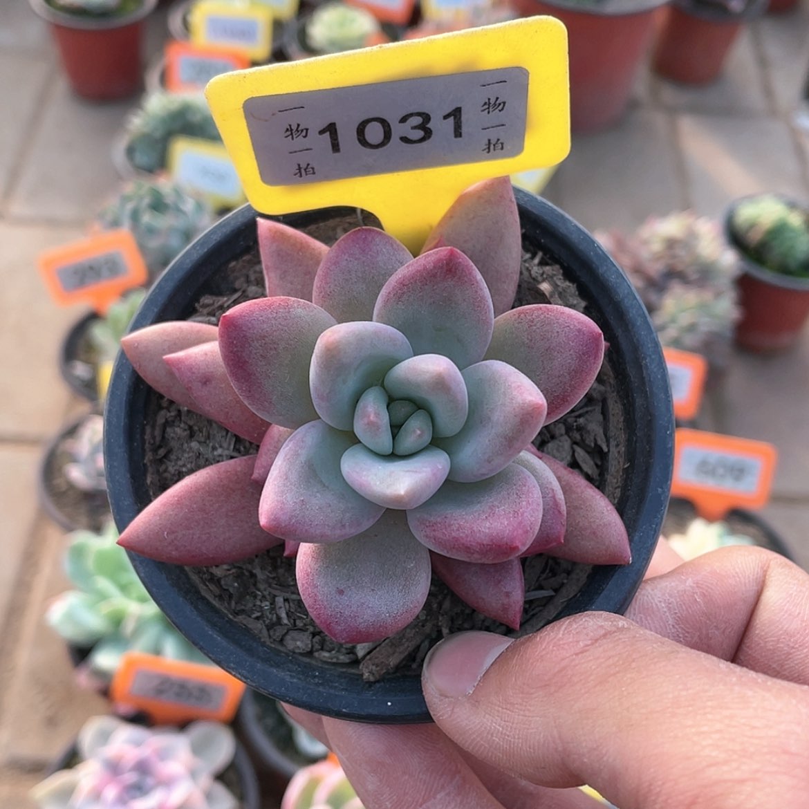 【闪购商品】1031号