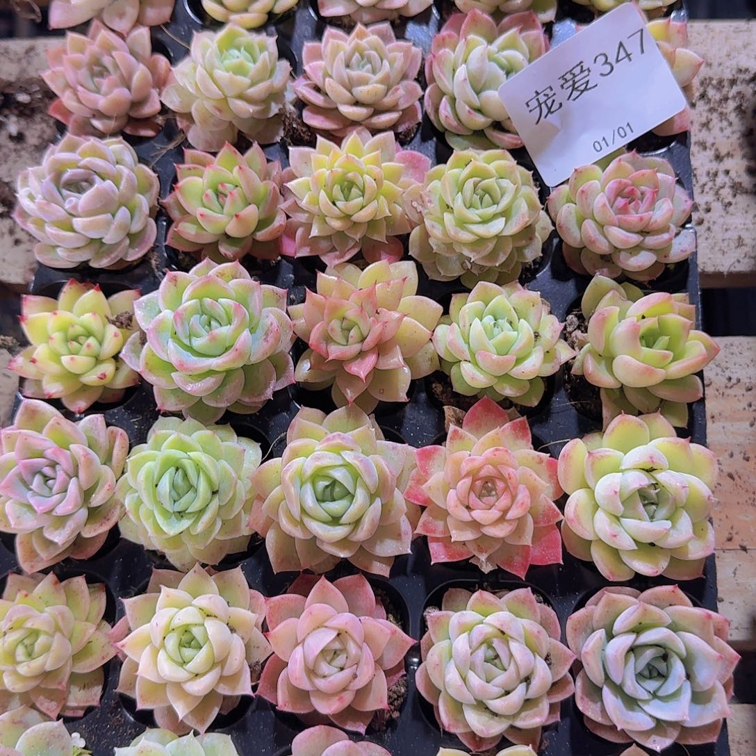 直播福利一物一拍347