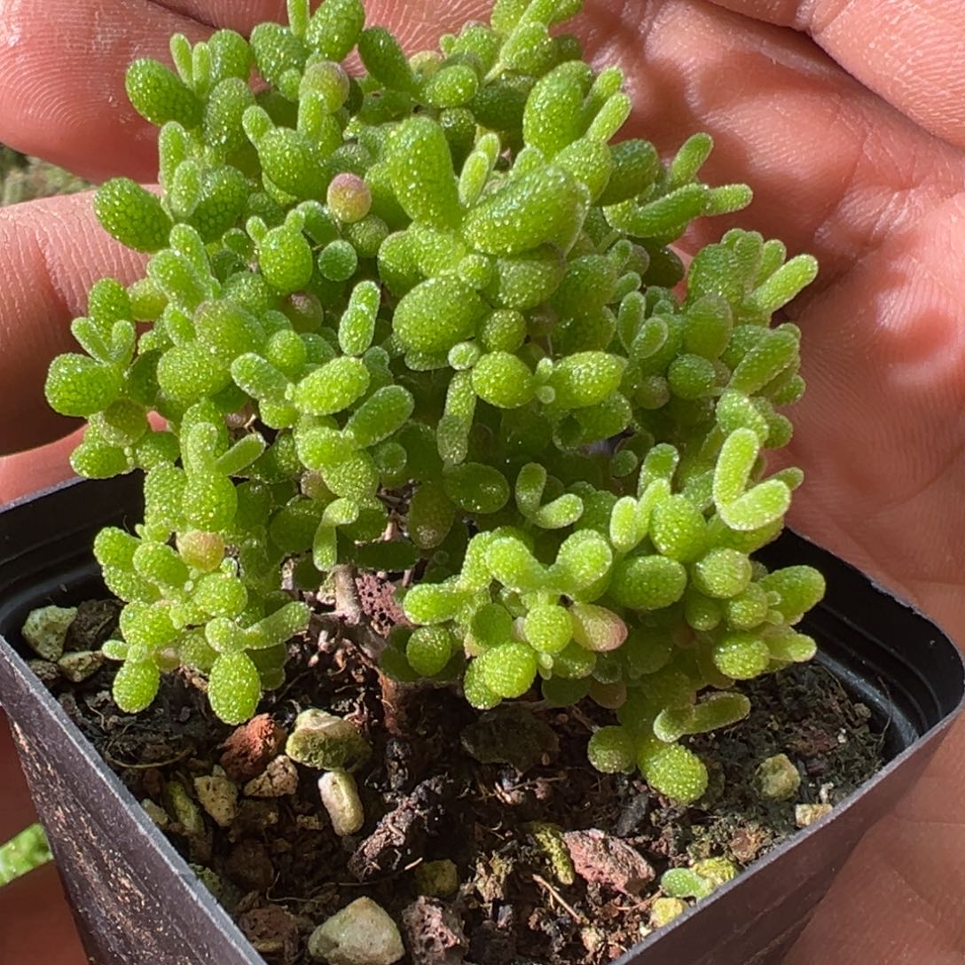 蜜橘糖球55杯老桩福利