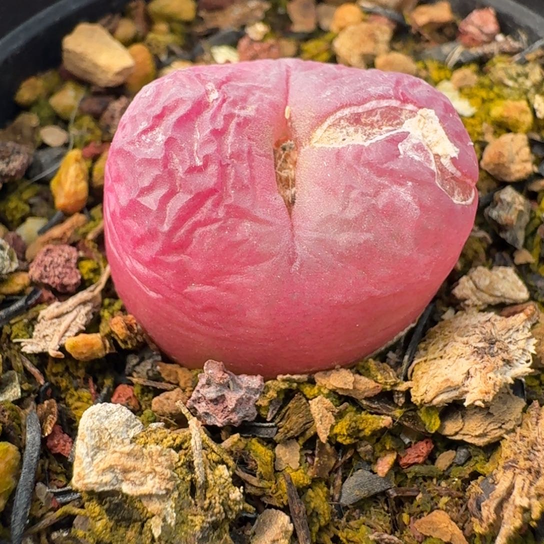 1124带盆0000000000000