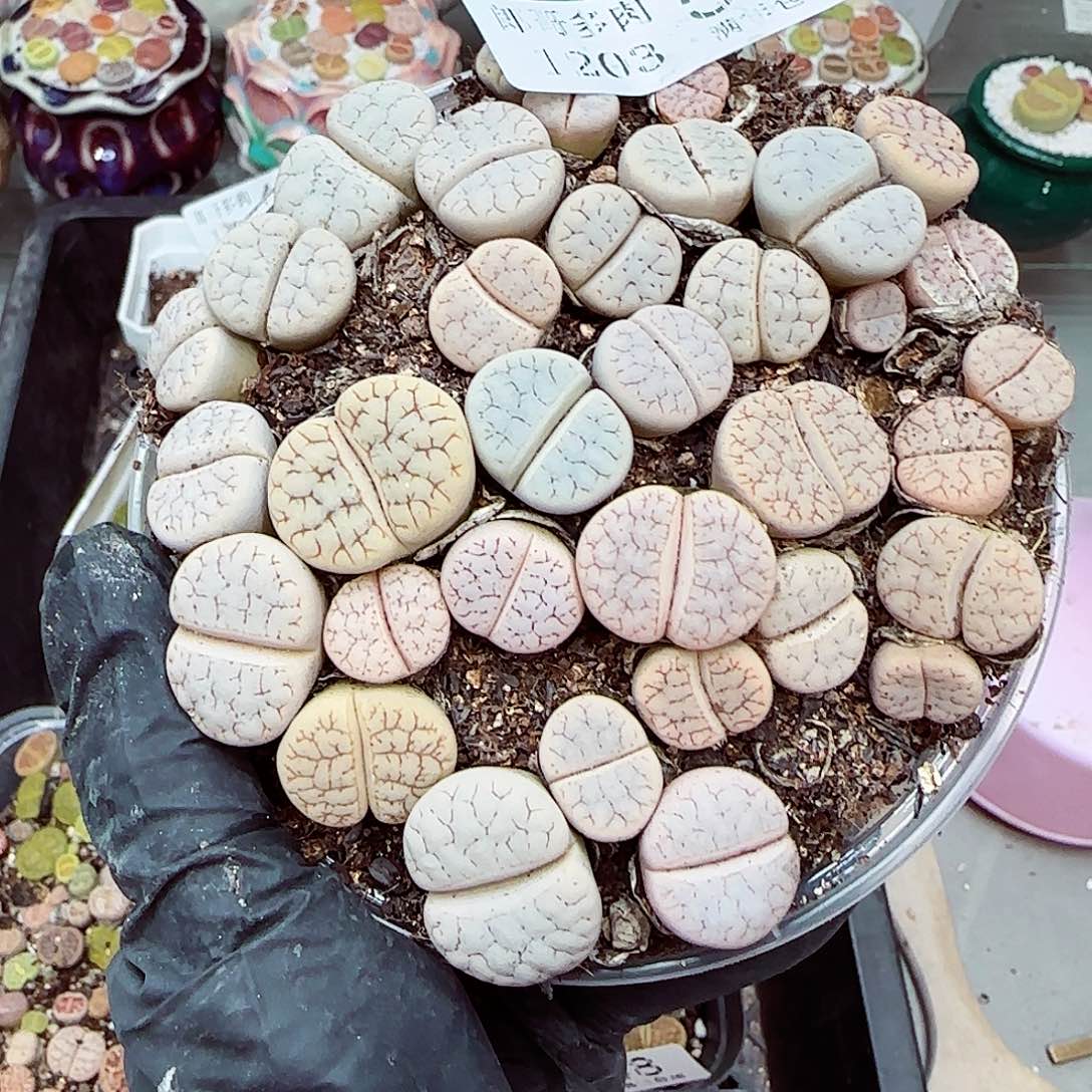 生石花满18包邮1203-52