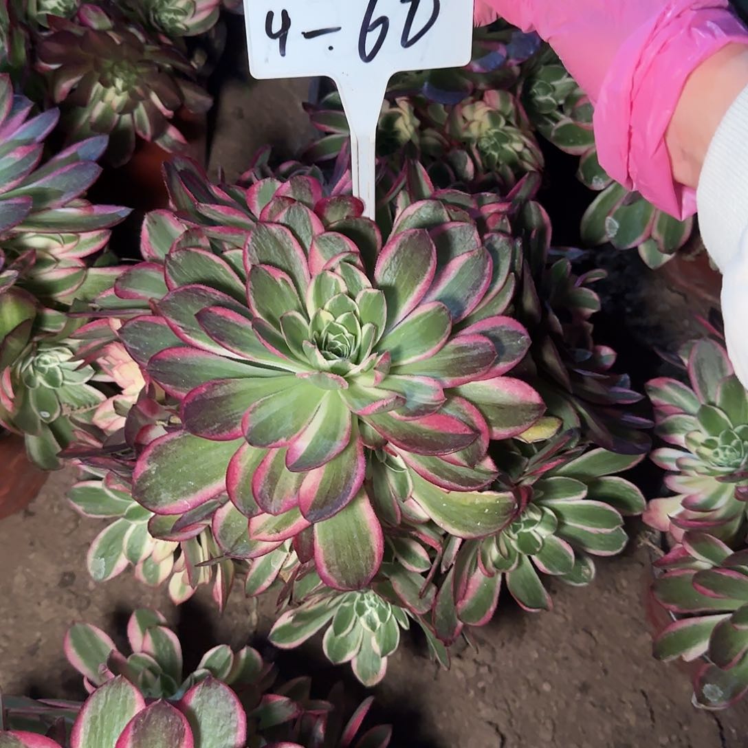 4-60海王多肉-++++++4