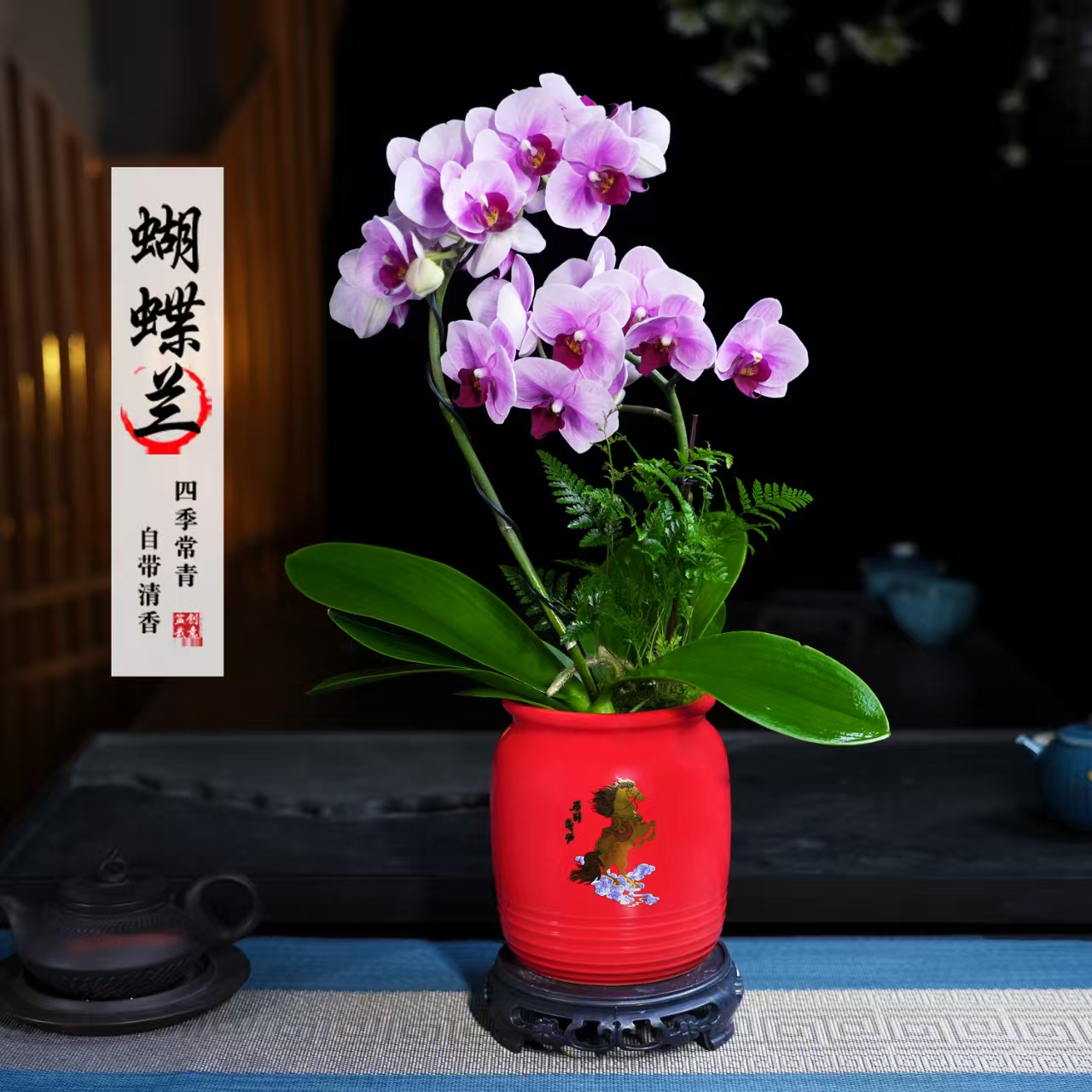 宝贝蝴蝶兰盆栽四季常青花卉茶桌面净化空气花办公室内绿植物花开