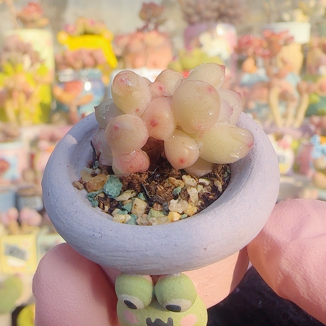 L 迷你彩虹奶 盆口2.5cm