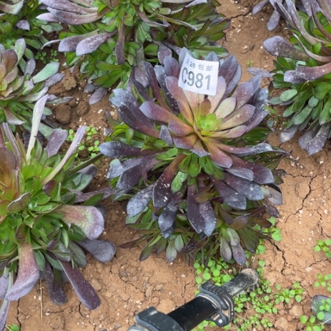 981黑瞳胡不包断枝