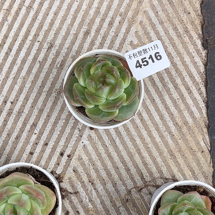 阿雅园艺。       4516