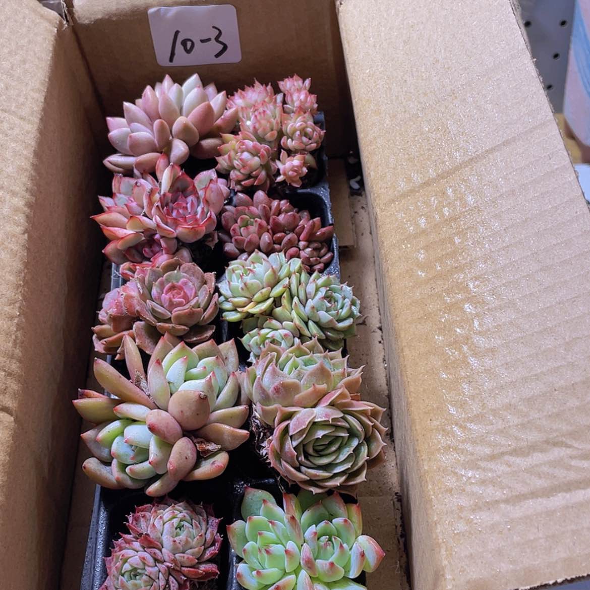 【闪购商品】10颗-3