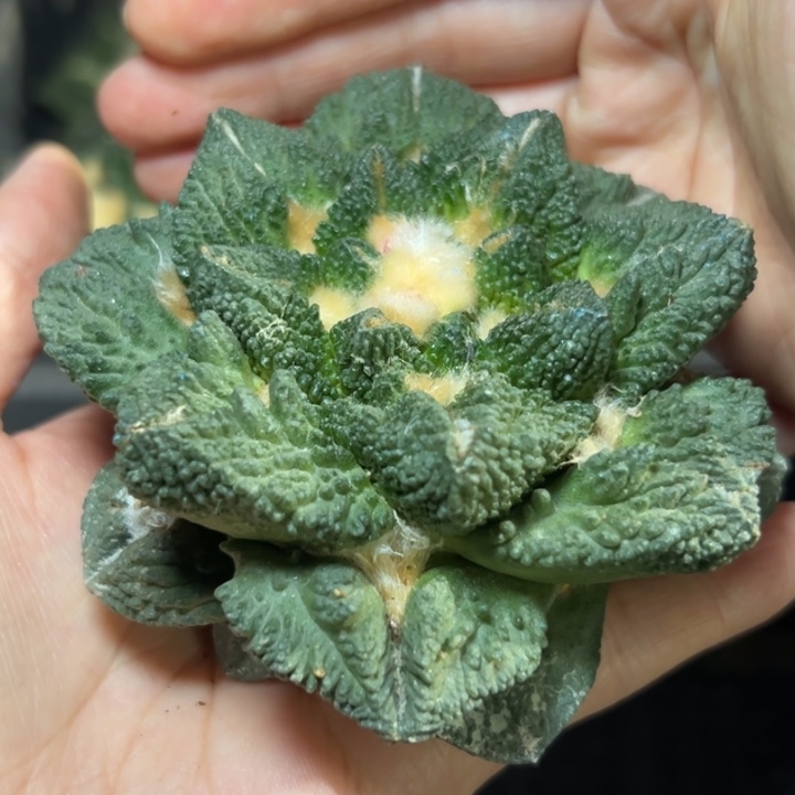 184 无根 仙人球的故事是