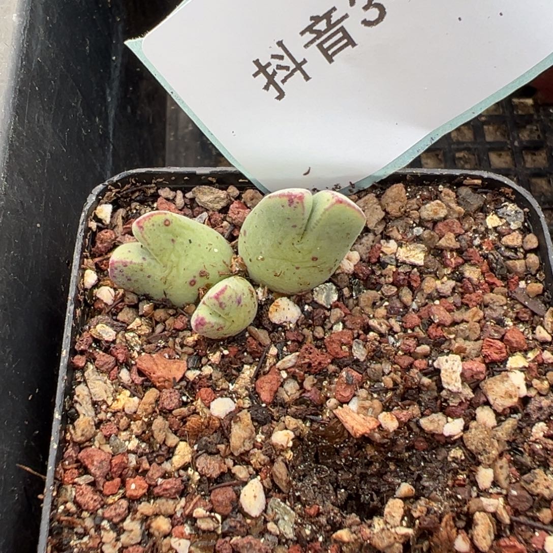 3-51 985猪蹄多肉植物