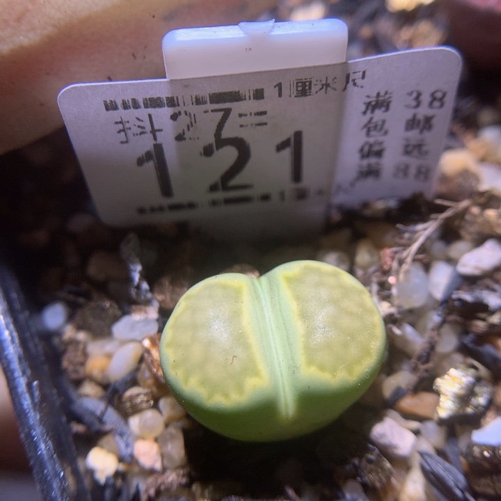 精品生石花27.121