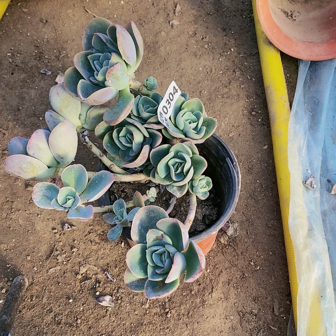 304 号20包邮不包断枝