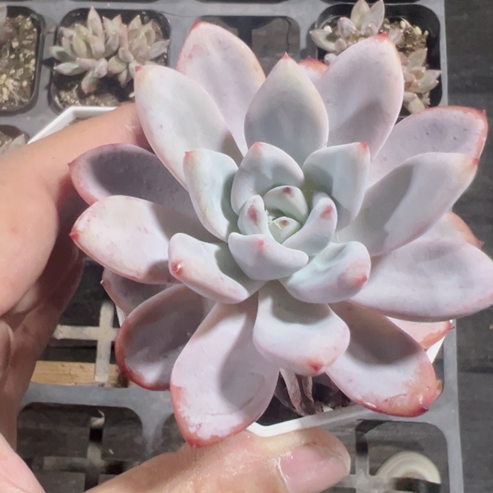 玉芙蓉精品多肉植物