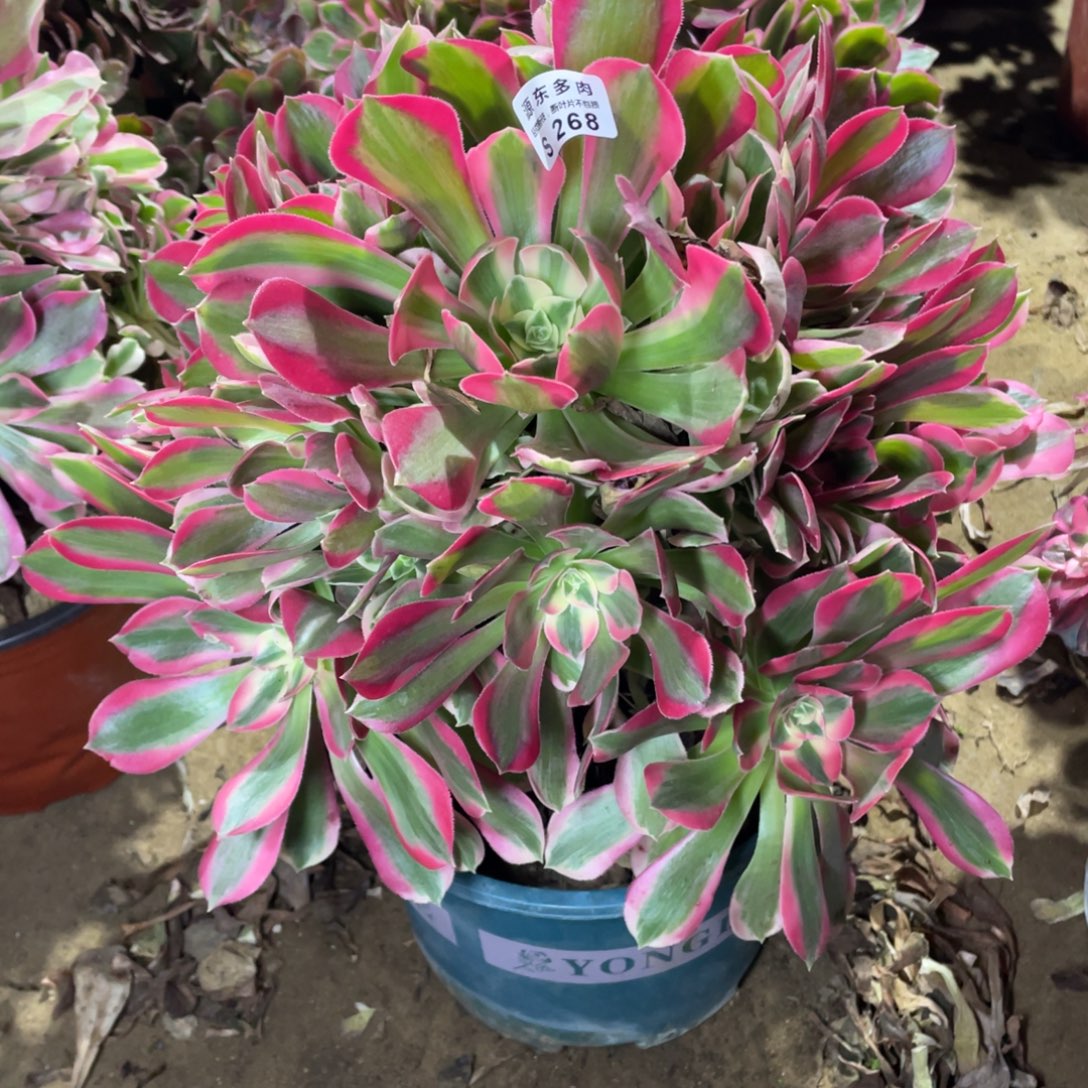 268粉女巫多肉法师断枝不包