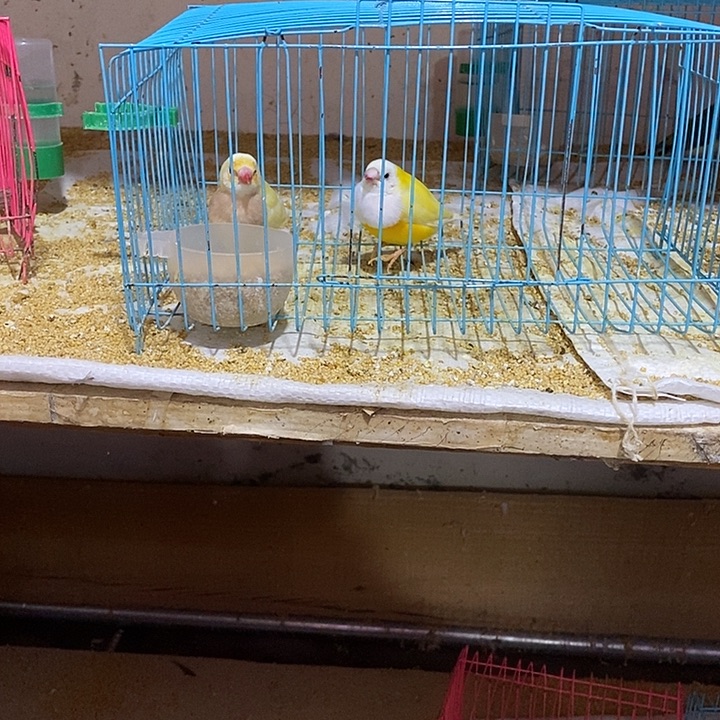 文鸟违*金背一对