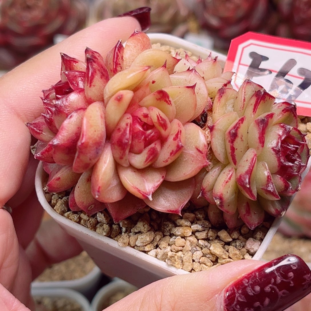 F670一物一拍 灵光珍妮锦