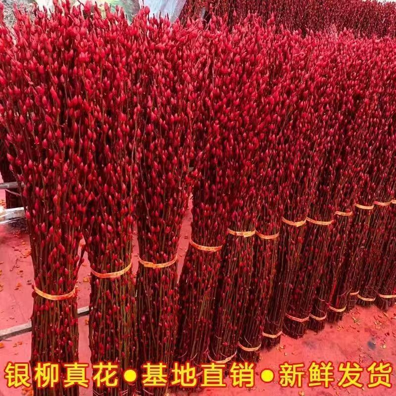 银柳真花鲜枝年宵花卉室内客厅喜庆干花装饰