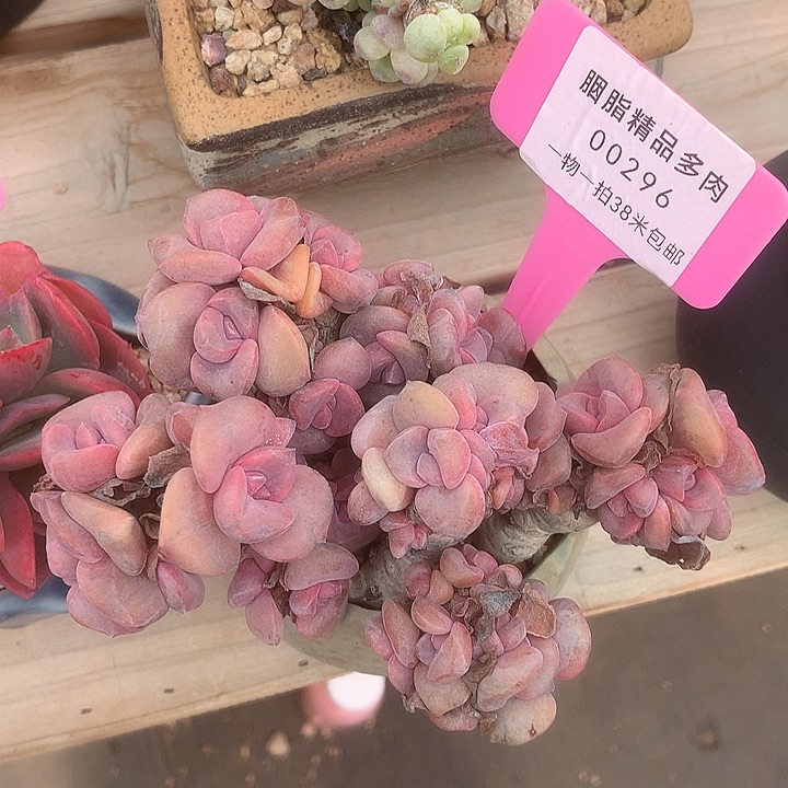 00296阿尼兔姐姐咯璐璐