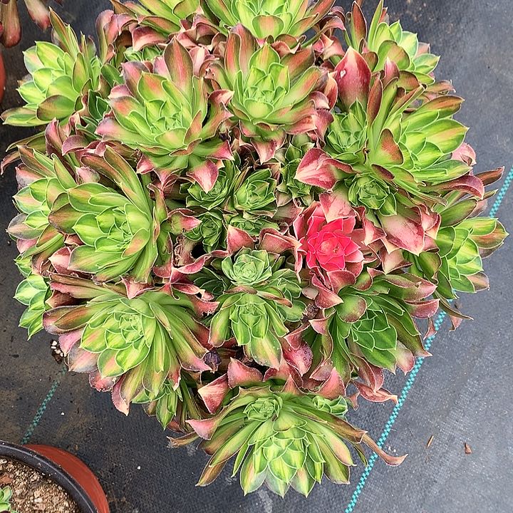 少华法师图片多肉植物