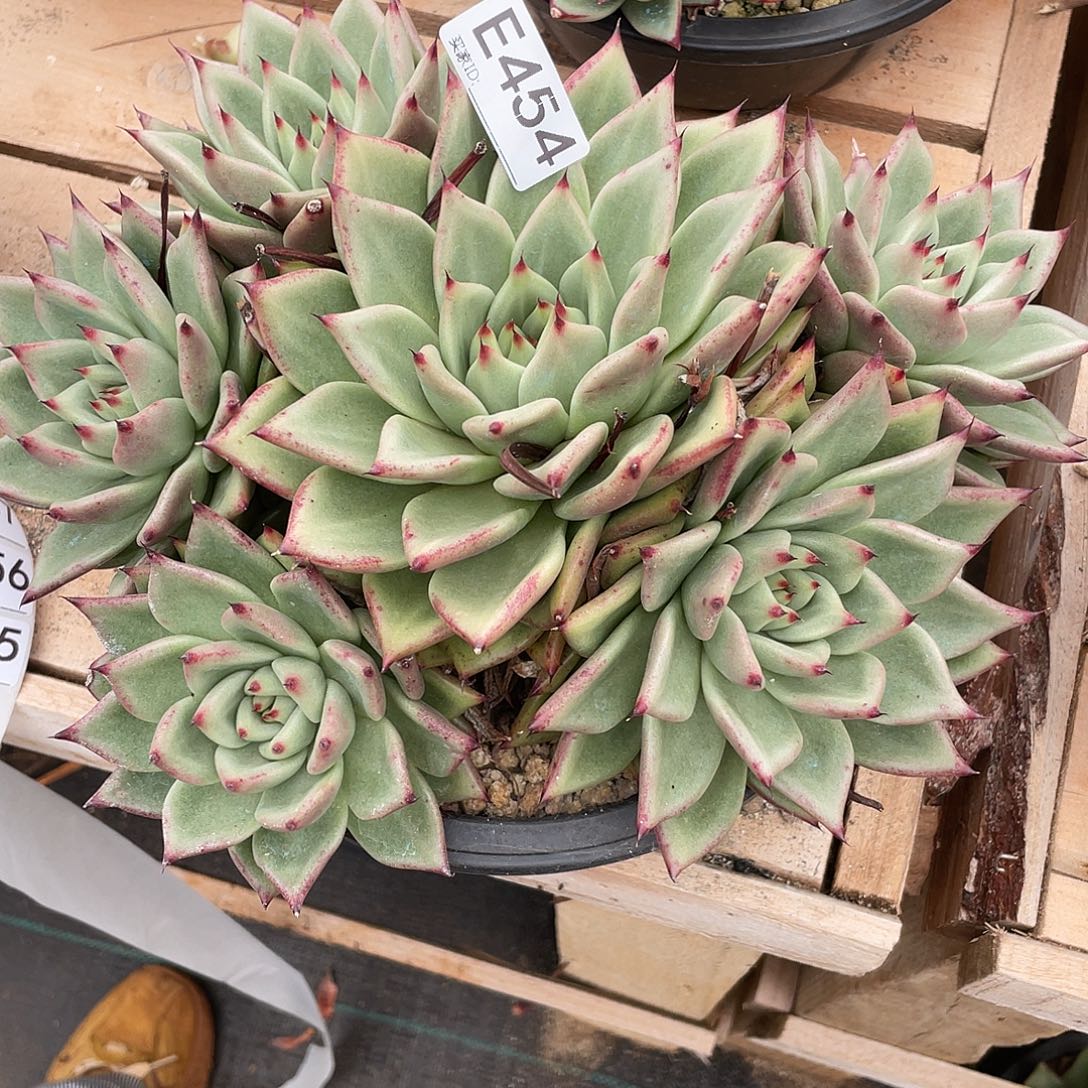 若如东云多肉单拍454