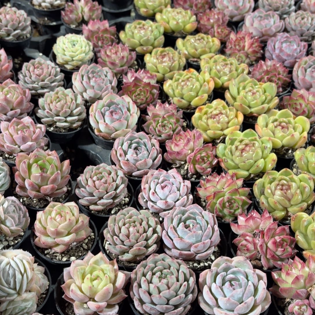 多肉杂交5㎝盆6颗一组随机