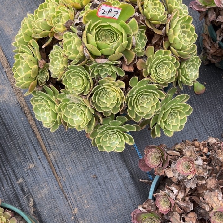 0***2297多多姐多肉植物