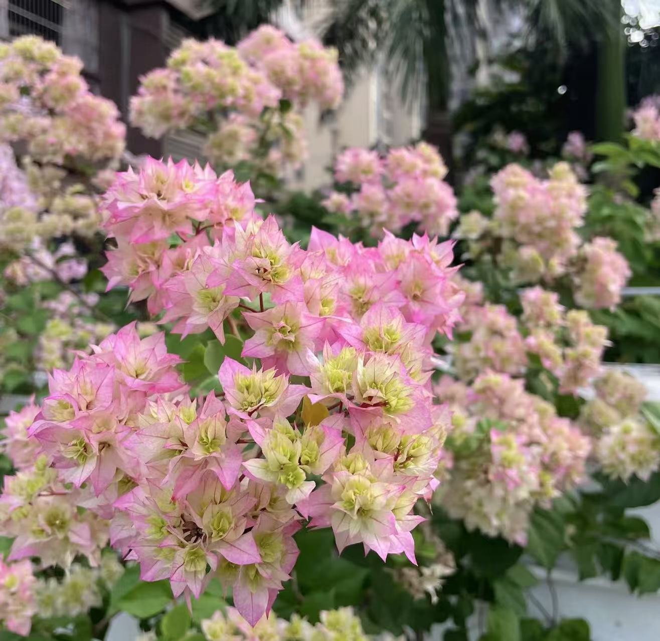 原生牙签苗一物一拍带盆发【掉花落叶不售后属于正常现象介意勿拍】