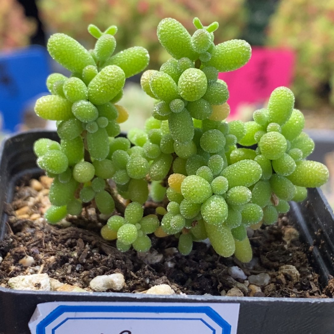 180号优选米粒多肉