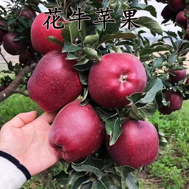 矮化G935新品种苹果苗耐寒花牛苹果树苗美国蛇果嫁接苹果北方种植