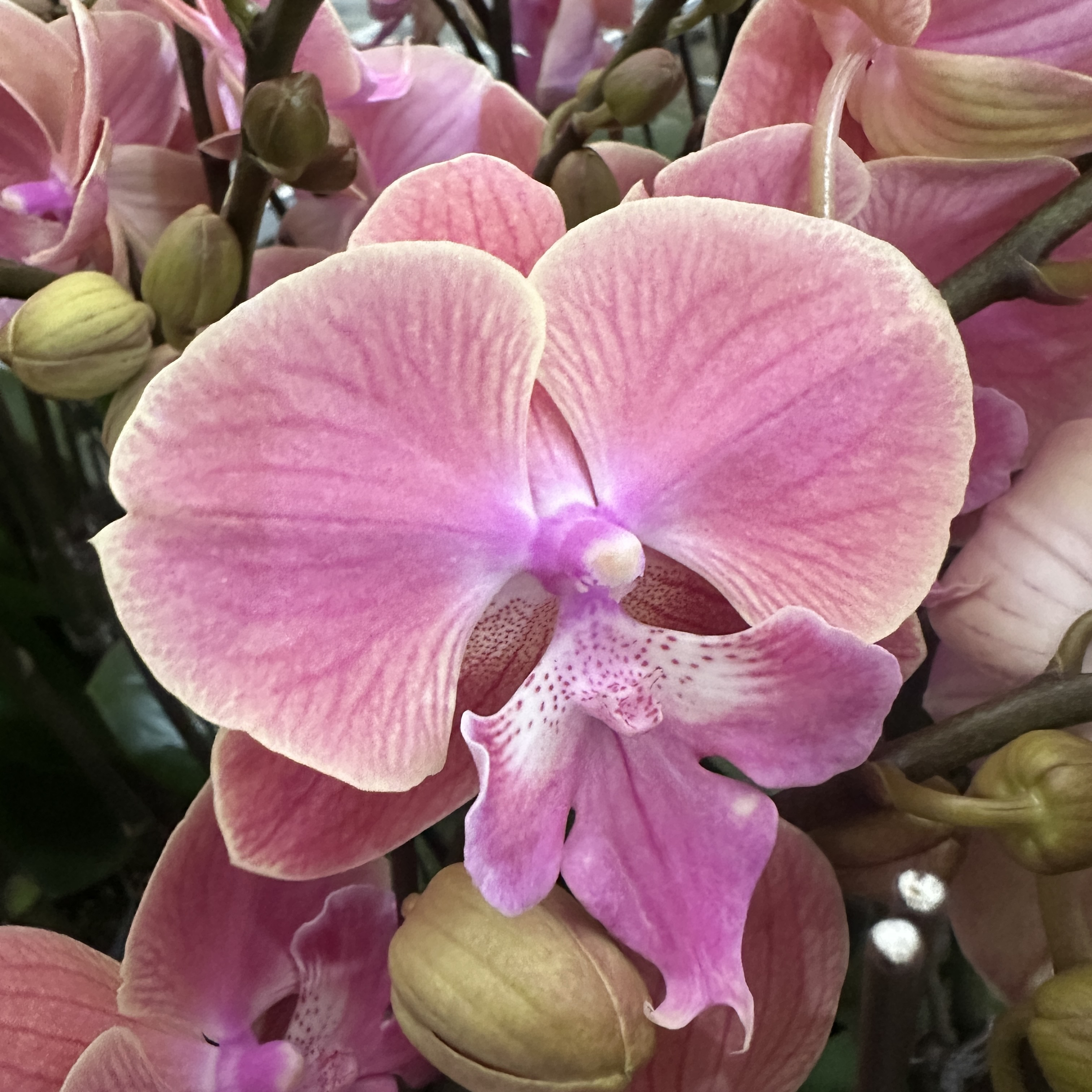 【唯美】精品蝴蝶兰花室内阳台办公室高端花卉绿植盆栽年宵花