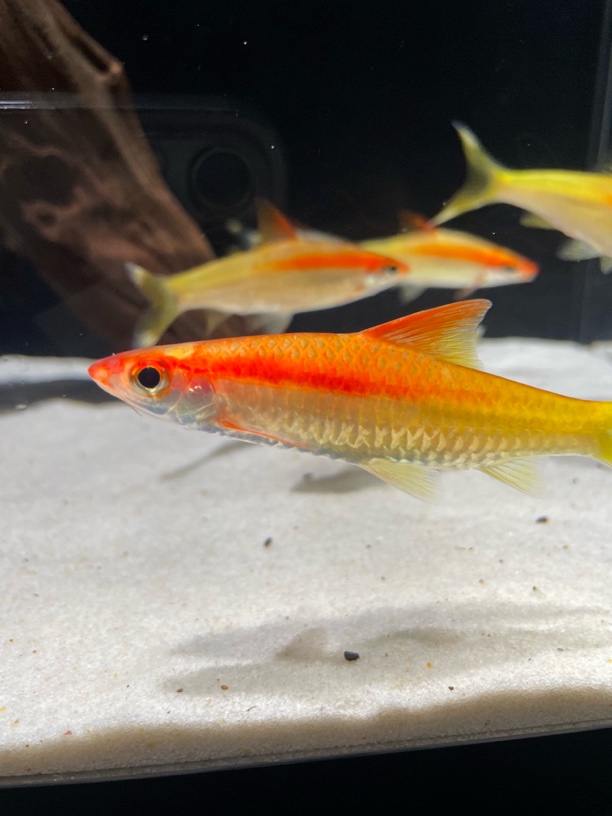 一鱼一拍，专用链接