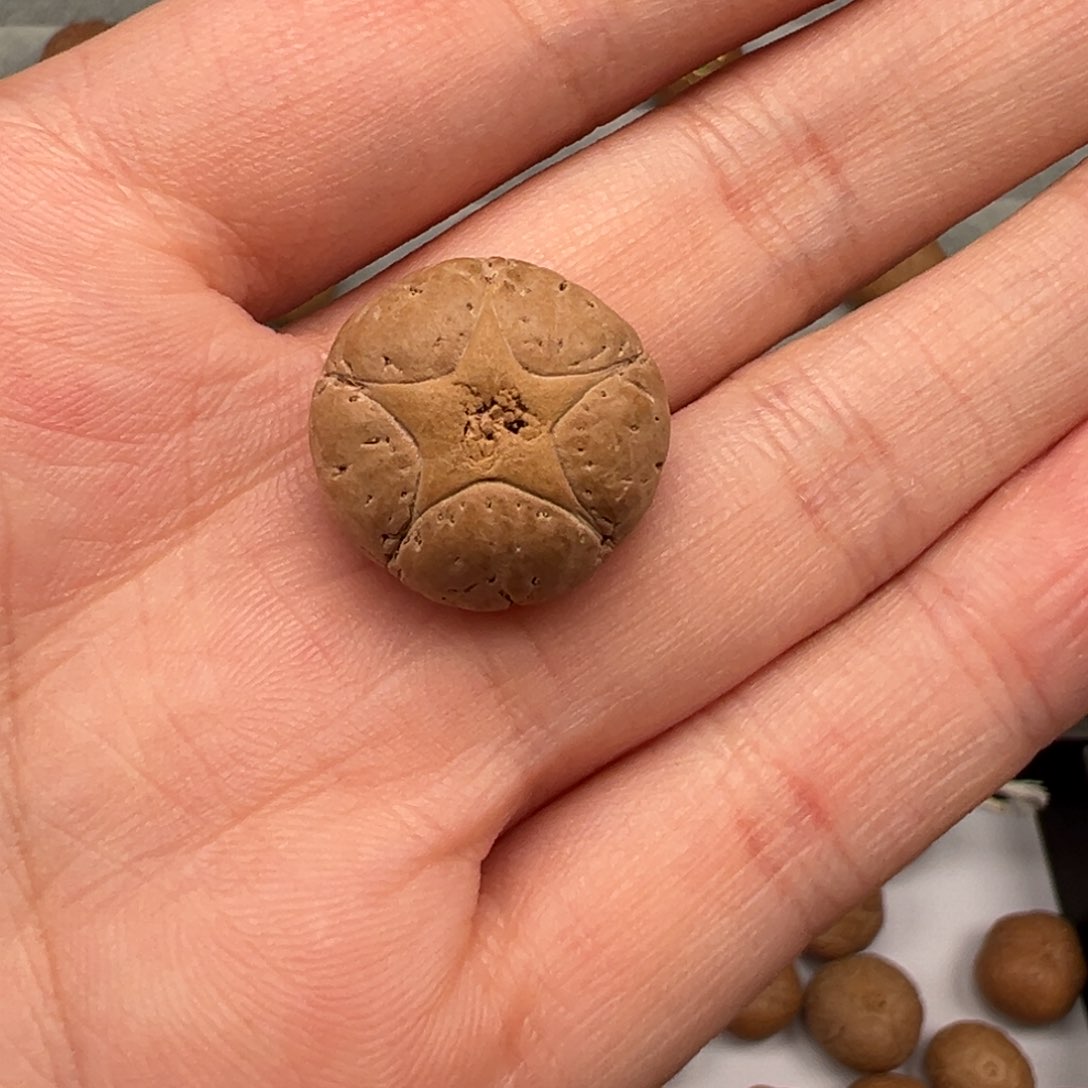 凤眼菩提吊坠五星18.5